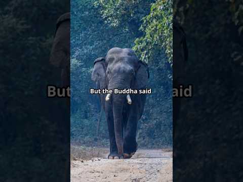 Live Without Hate – Like an Elephant in the Forest (Buddha). #Buddha #InnerPeace #Wisdom #Buddhism