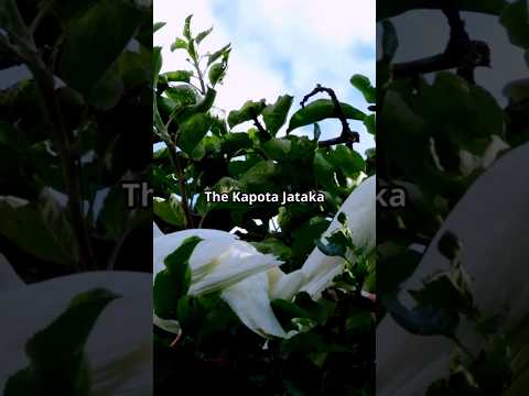 Kapota Jataka – Buddhist Story of Sacrifice &amp; Wisdom. #KapotaJataka #BuddhistStories #JatakaTales