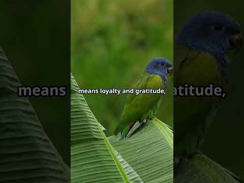 Kandina Jataka: Ancient Buddhist Tale of Wisdom and Virtue | Timeless Life Lessons &amp; Teachings