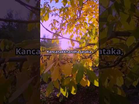 Kancanakkhandha Jataka | Buddhist Story of Greed. #BuddhistStories #JatakaTales #BuddhistWisdom