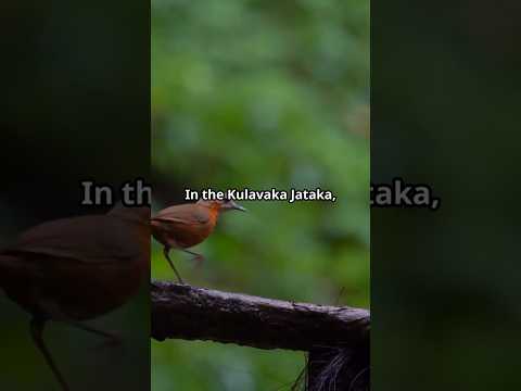 Kulavaka Jataka | Buddhist Wisdom &amp; Moral Story Explained. #KulavakaJataka #JatakaTales #Buddhism